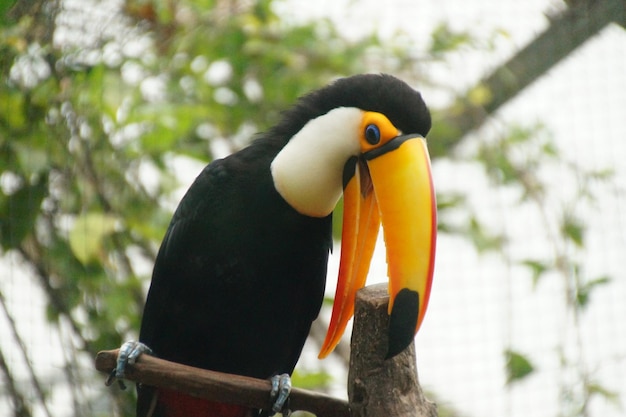 Foto close-up de um pássaro empoleirado em uma árvore