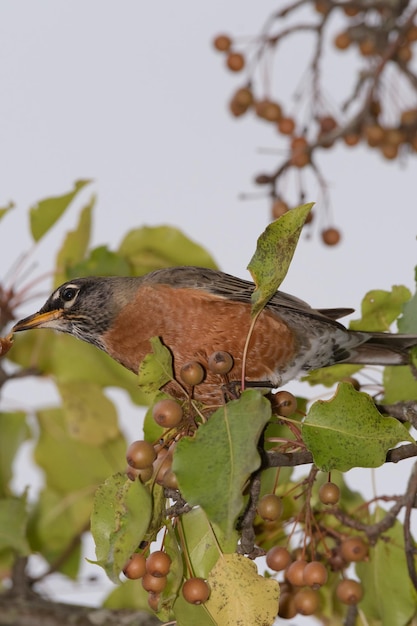 Foto close-up de um pássaro empoleirado em uma árvore