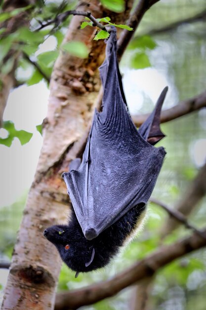 Foto close-up de um pássaro empoleirado em uma árvore