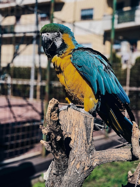 Foto close-up de um pássaro empoleirado em uma árvore