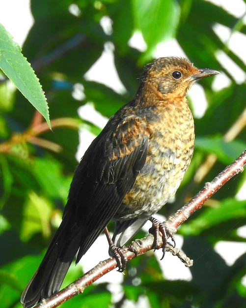 Foto close-up de um pássaro empoleirado em uma árvore