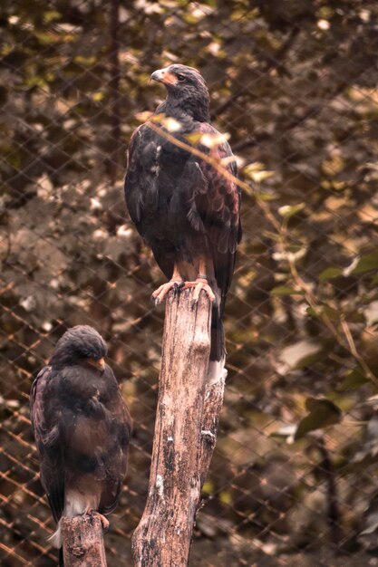 Foto close-up de um pássaro empoleirado em uma árvore