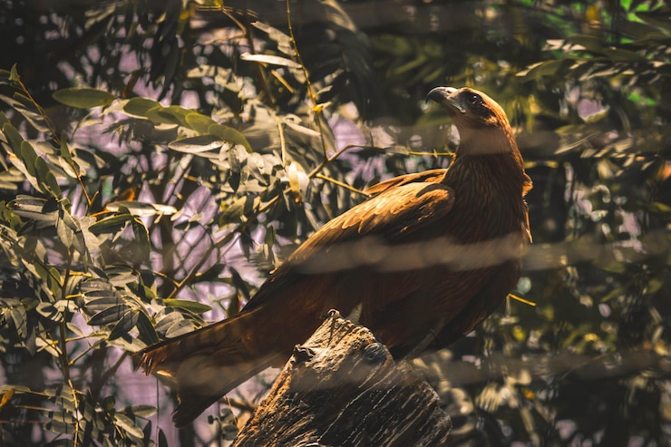Foto close-up de um pássaro empoleirado em uma árvore