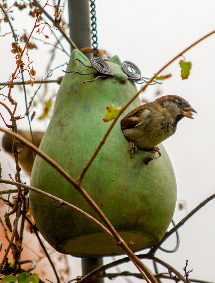 Foto close-up de um pássaro empoleirado em uma casa de pássaros