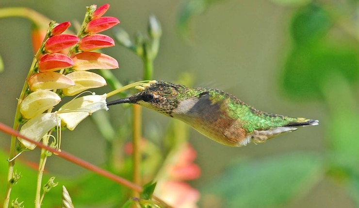 Foto close-up de um pássaro empoleirado em uma flor