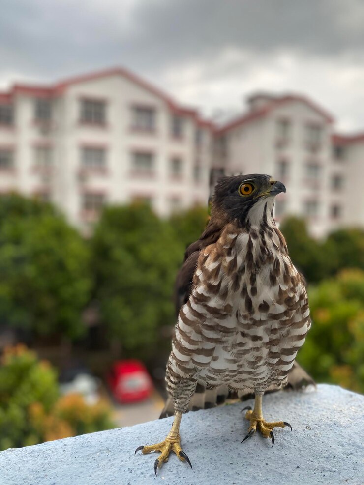 Foto close-up de um pássaro empoleirado em uma parede