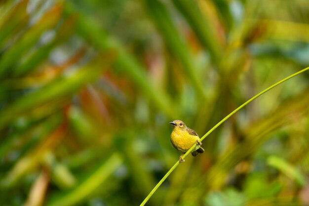 Foto close-up de um pássaro empoleirado em uma planta