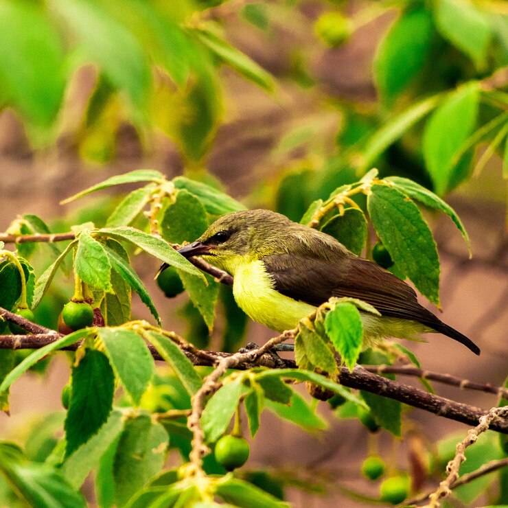 Foto close-up de um pássaro empoleirado em uma planta