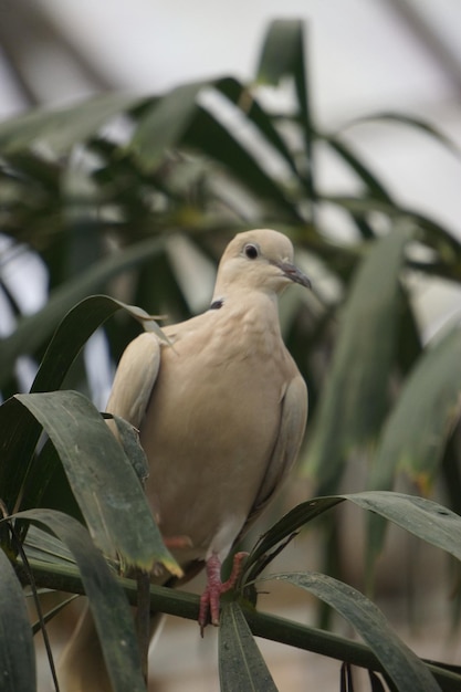 Foto close-up de um pássaro empoleirado em uma planta