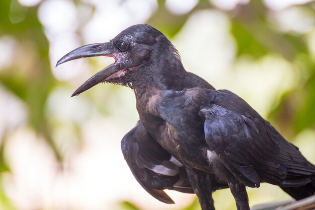 Foto close-up de um pássaro empoleirado em uma planta