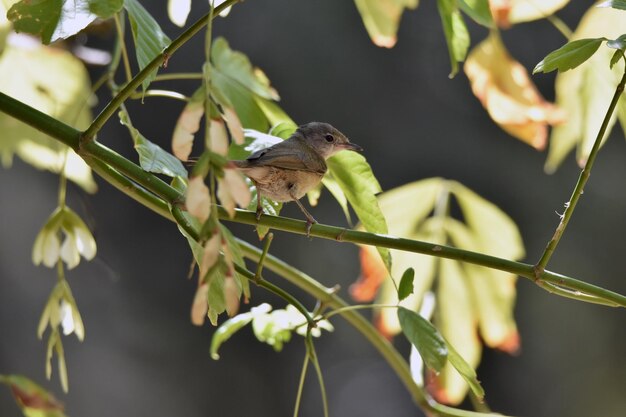 Foto close-up de um pássaro empoleirado em uma planta