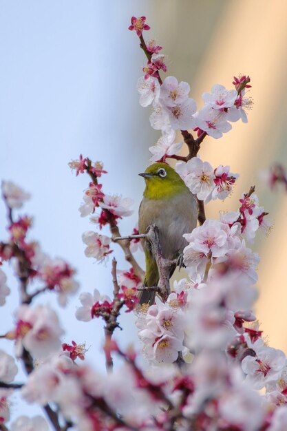 Foto close-up de um pássaro empoleirado em uma planta