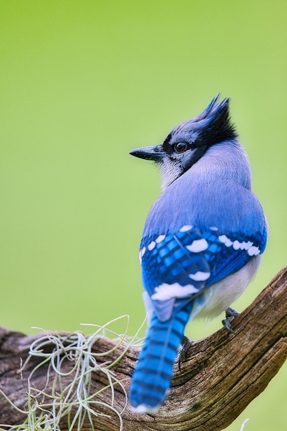 Foto close-up de um pássaro empoleirado em uma planta