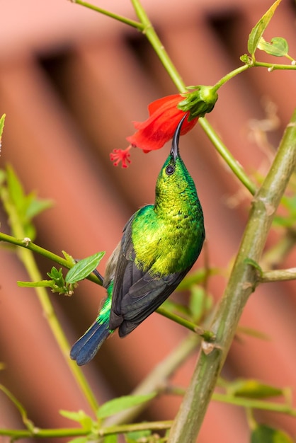 Foto close-up de um pássaro empoleirado em uma planta