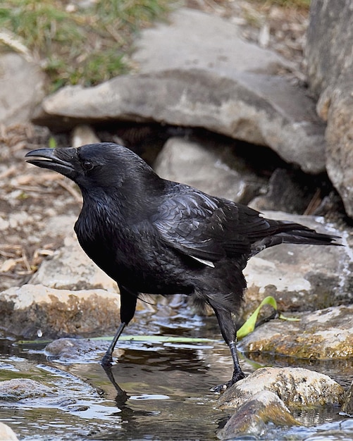 Foto close-up de um pássaro empoleirado em uma rocha