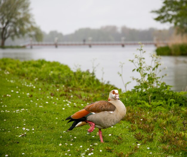 Foto close-up de um pássaro empoleirado na grama ao lado de um lago