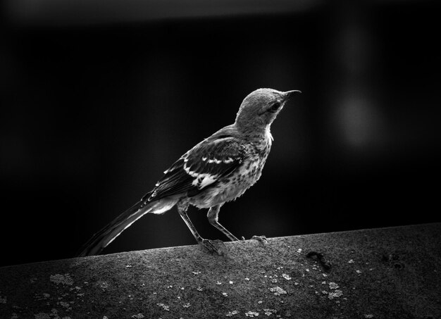 Foto close-up de um pássaro empoleirado na parede