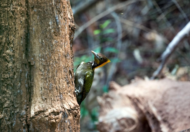 Close-up de um pássaro empoleirado no tronco de uma árvore