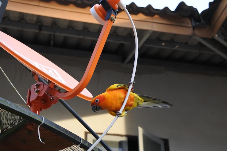 Foto close-up de um pássaro laranja empoleirado em uma bicicleta