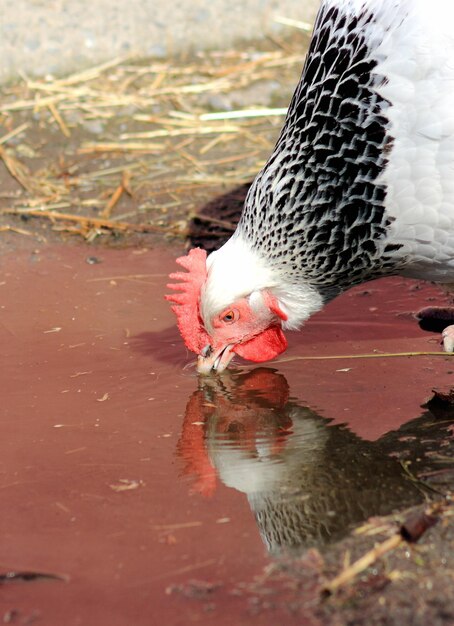 Foto close-up de um pássaro na água