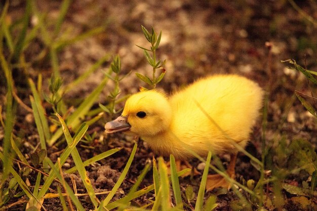 Foto close-up de um pássaro no campo