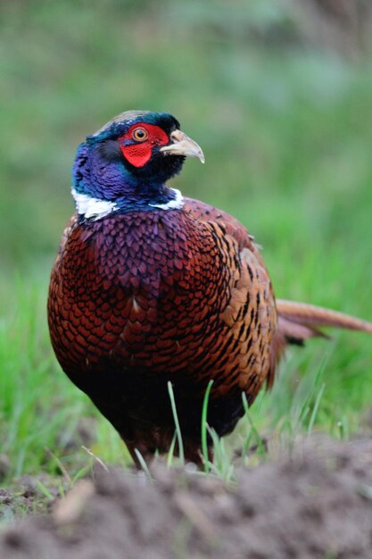 Foto close-up de um pássaro no campo