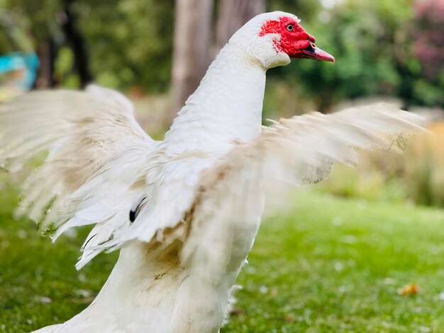 Foto close-up de um pássaro no campo