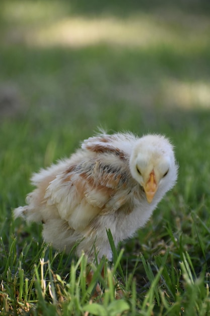 Foto close-up de um pássaro no campo