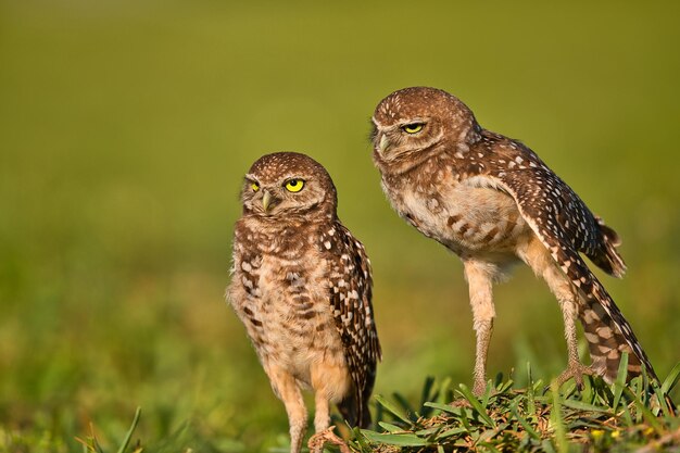 Foto close-up de um pássaro no campo