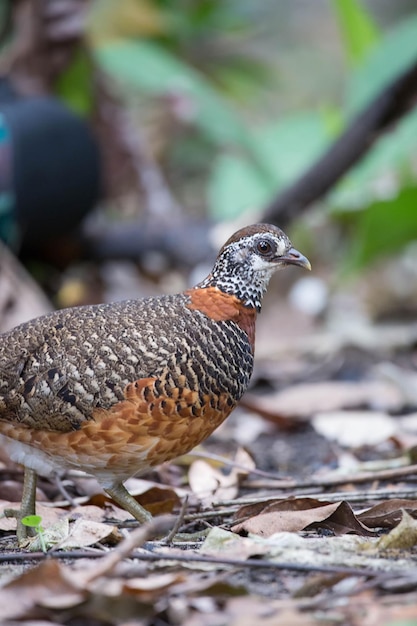 Foto close-up de um pássaro no campo