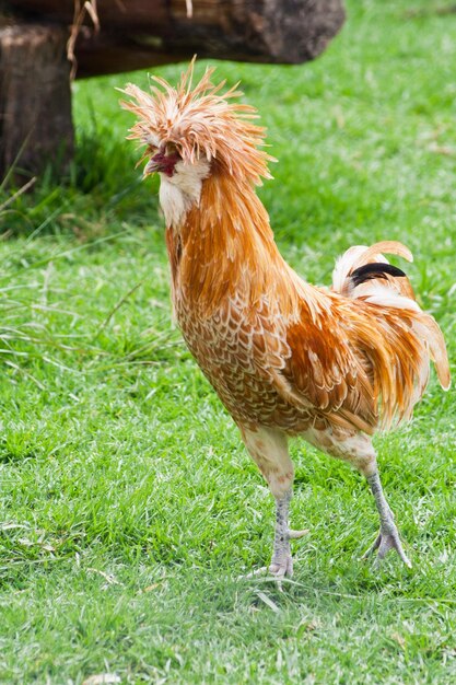 Foto close-up de um pássaro no campo