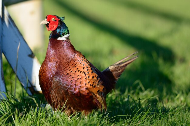 Foto close-up de um pássaro no campo