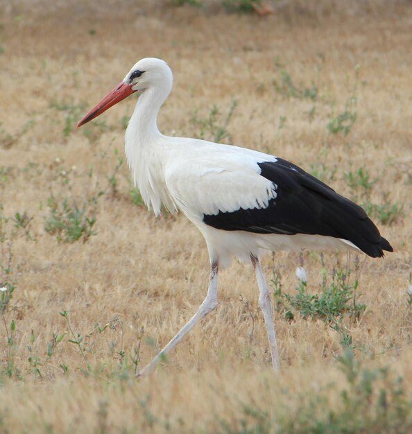 Foto close-up de um pássaro no campo