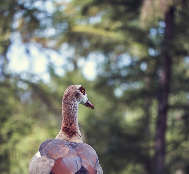 Foto close-up de um pássaro no parque