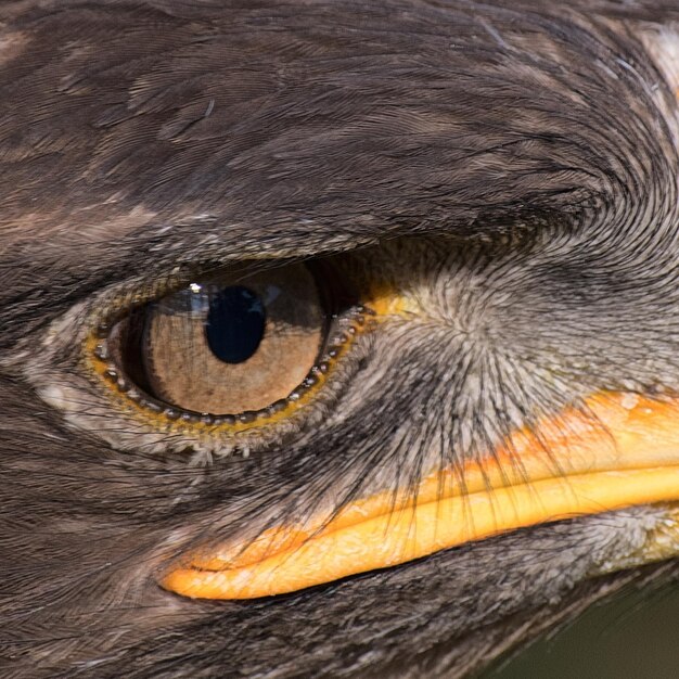 Foto close-up de um pássaro olhando para longe