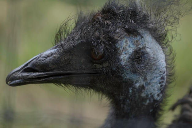 Foto close-up de um pássaro olhando para longe