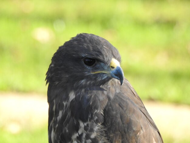 Foto close-up de um pássaro olhando para longe