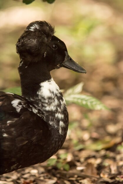 Foto close-up de um pássaro olhando para longe