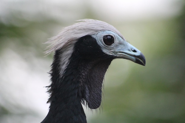 Foto close-up de um pássaro olhando para longe