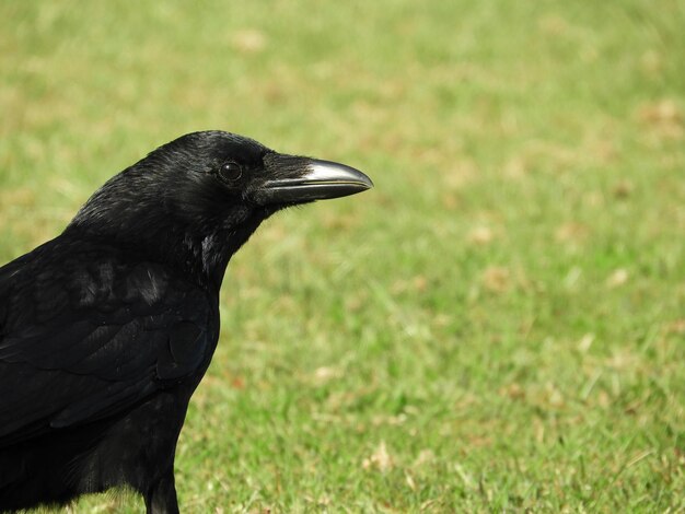 Foto close-up de um pássaro olhando para longe