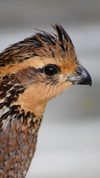 Foto close-up de um pássaro olhando para longe