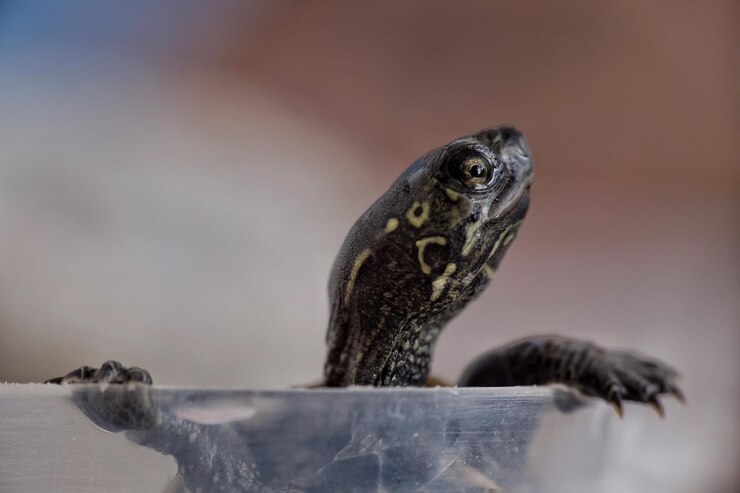 Foto close-up de um pássaro olhando para outro lado