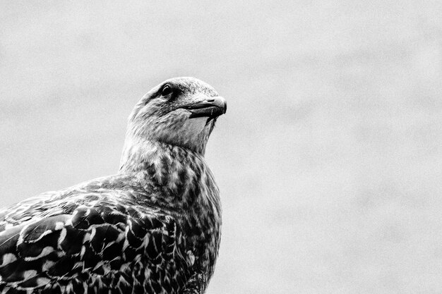 Close-up de um pássaro olhando para outro lado