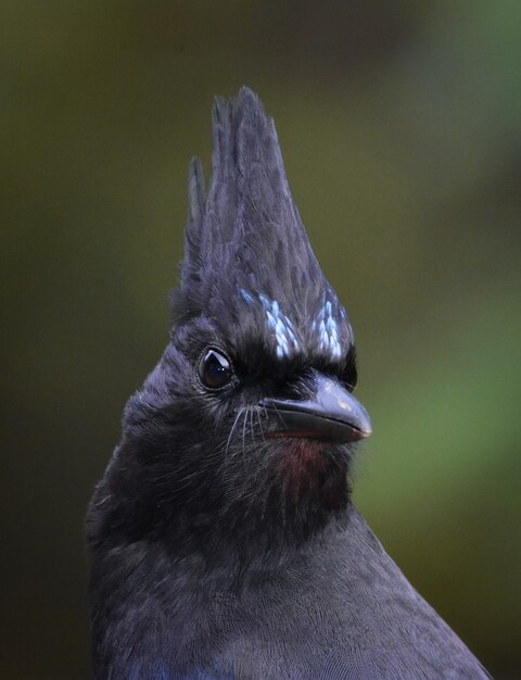 Foto close-up de um pássaro olhando para outro lado