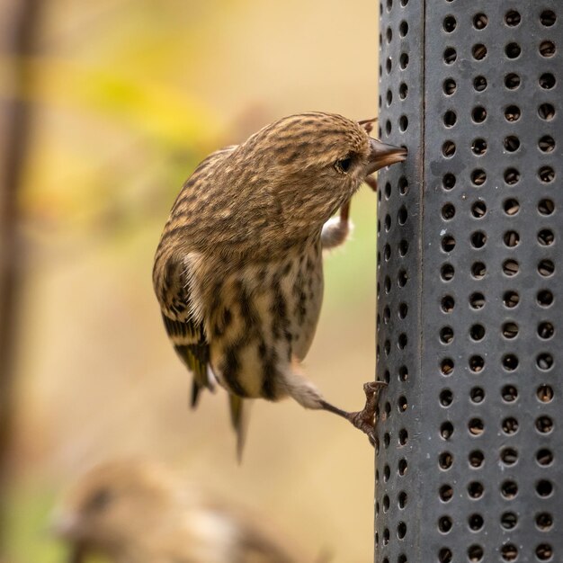 Foto close-up de um pássaro pine siskin empoleirado em um alimentador