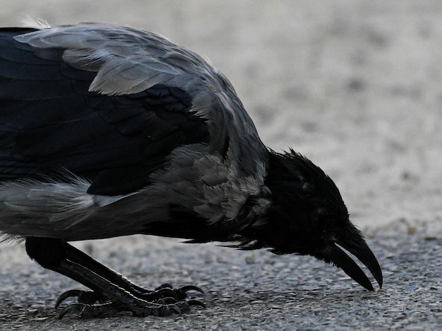 Foto close-up de um pássaro preto