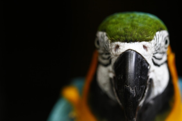 Foto close-up de um pássaro sobre fundo preto