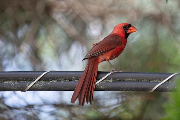 Close-up de um pássaro vermelho empoleirado na floresta