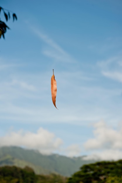 Close-up de um pássaro voando contra o céu