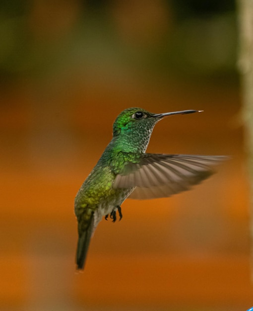 Foto close-up de um pássaro voando contra um fundo desfocado